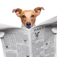 dog reading newspaper